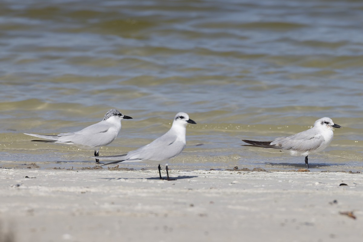 Gülen Sumru - ML647362155