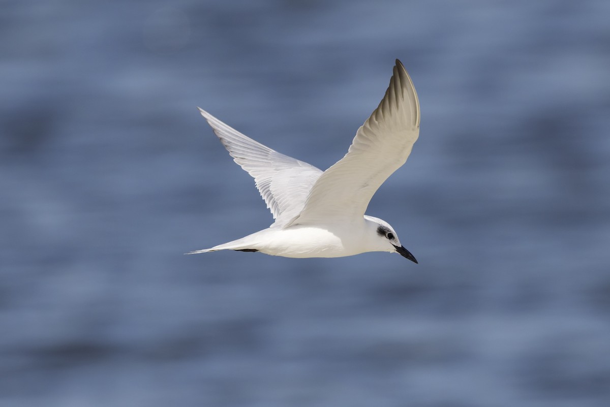 Gülen Sumru - ML647362156