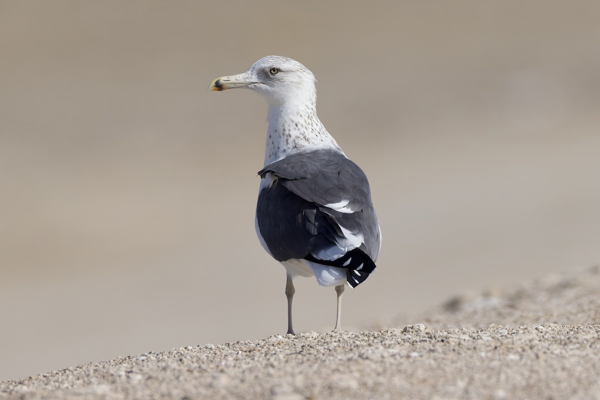 Kara Sırtlı Martı (heuglini) - ML647362169