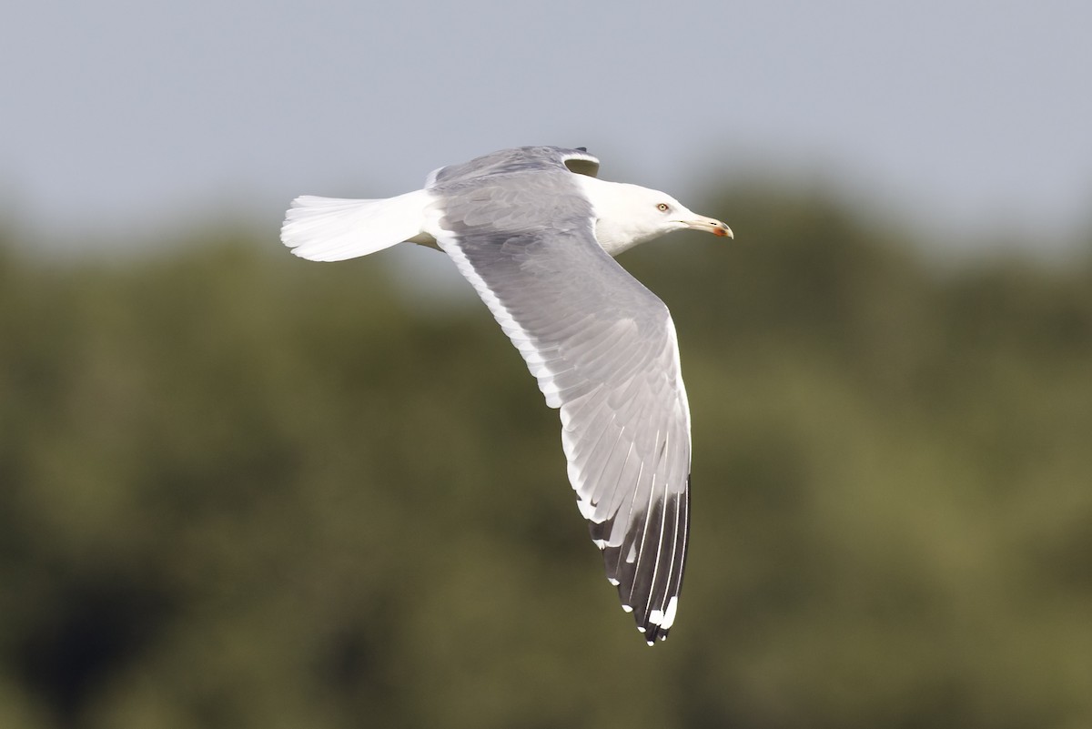 Kara Sırtlı Martı (barabensis) - ML647362176