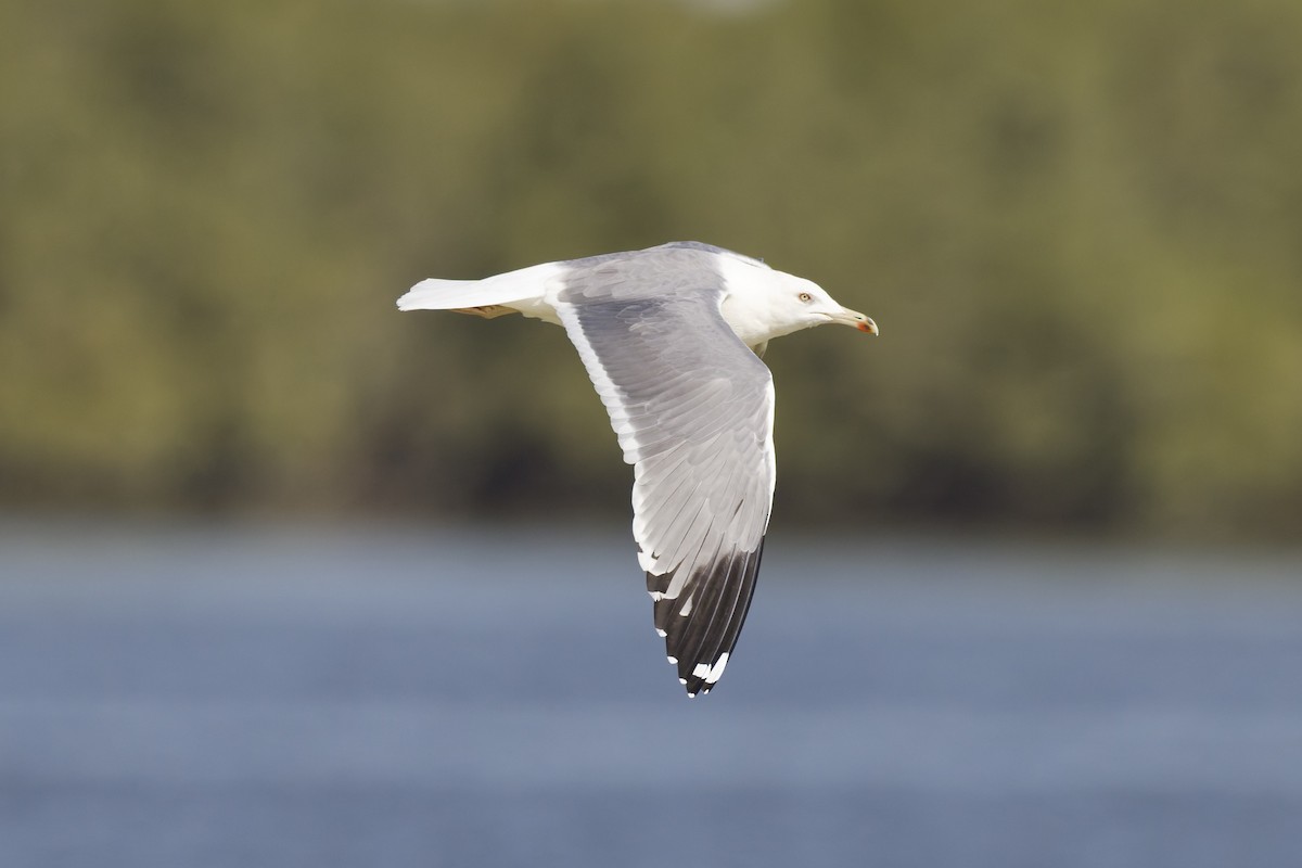 Kara Sırtlı Martı (barabensis) - ML647362177