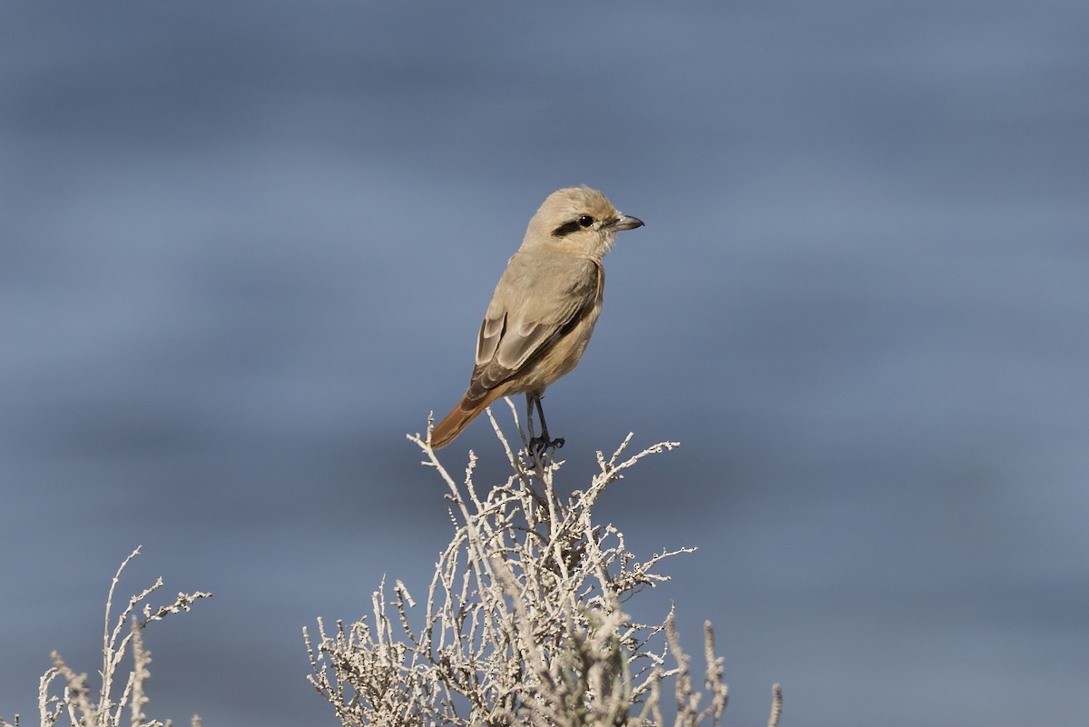 Isabellwürger (isabellinus) - ML647362183