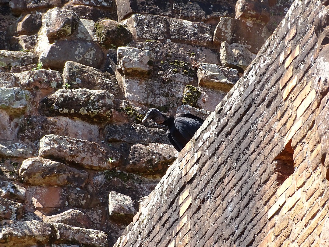 Black Vulture - ML647362185