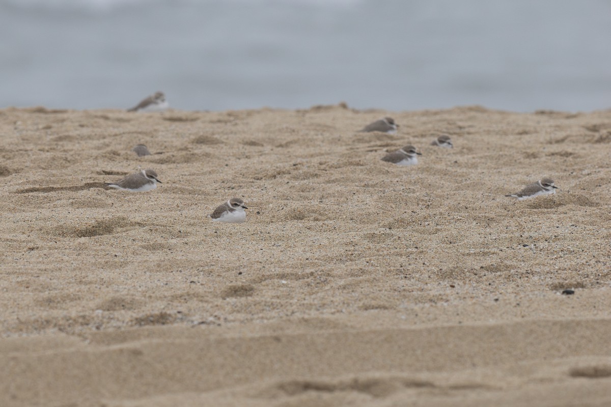 Snowy Plover - ML647362230