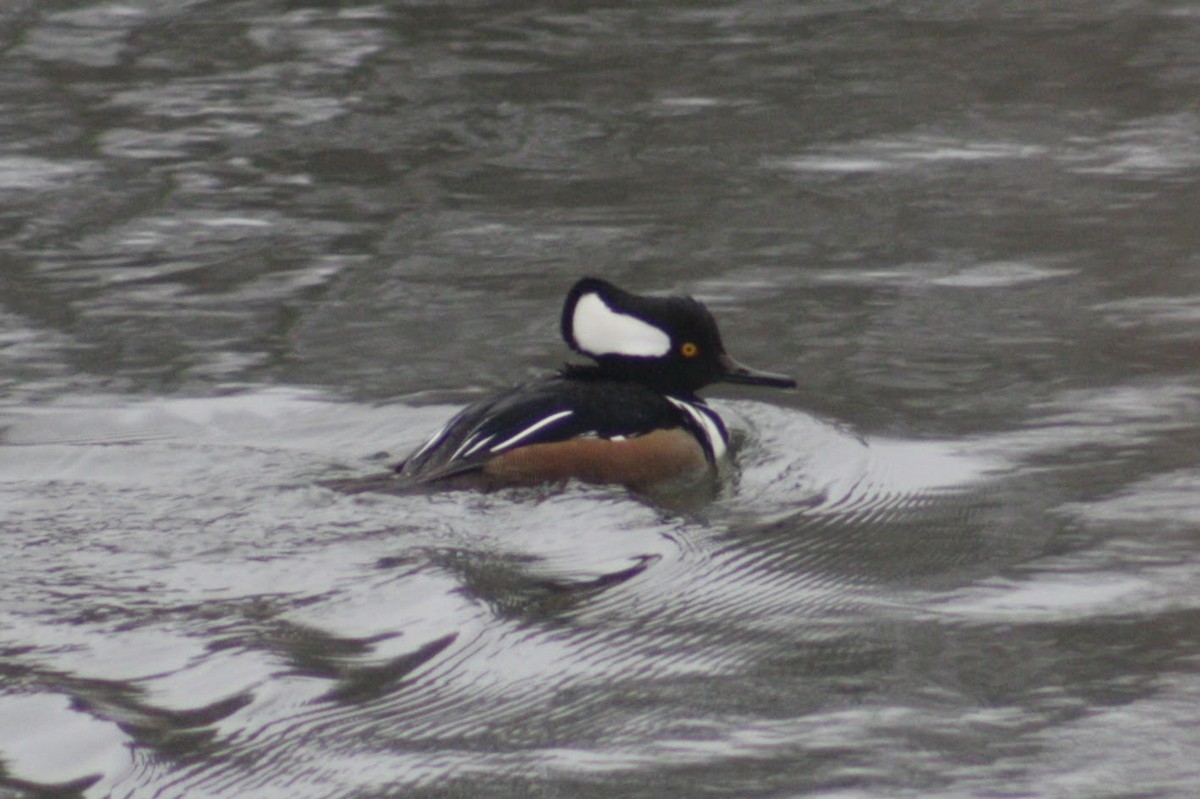 Hooded Merganser - ML647362231