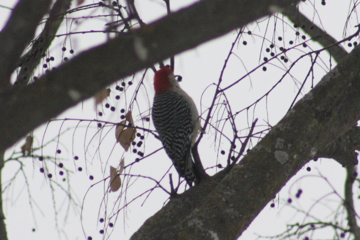 Red-bellied Woodpecker - ML647362236