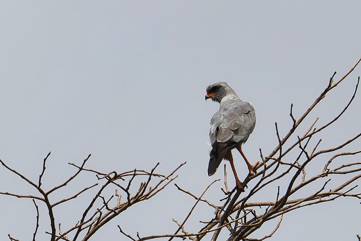 Тёмный певчий ястреб - ML647362269