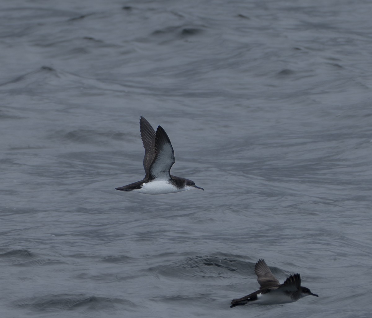 Manx Shearwater - ML647362272