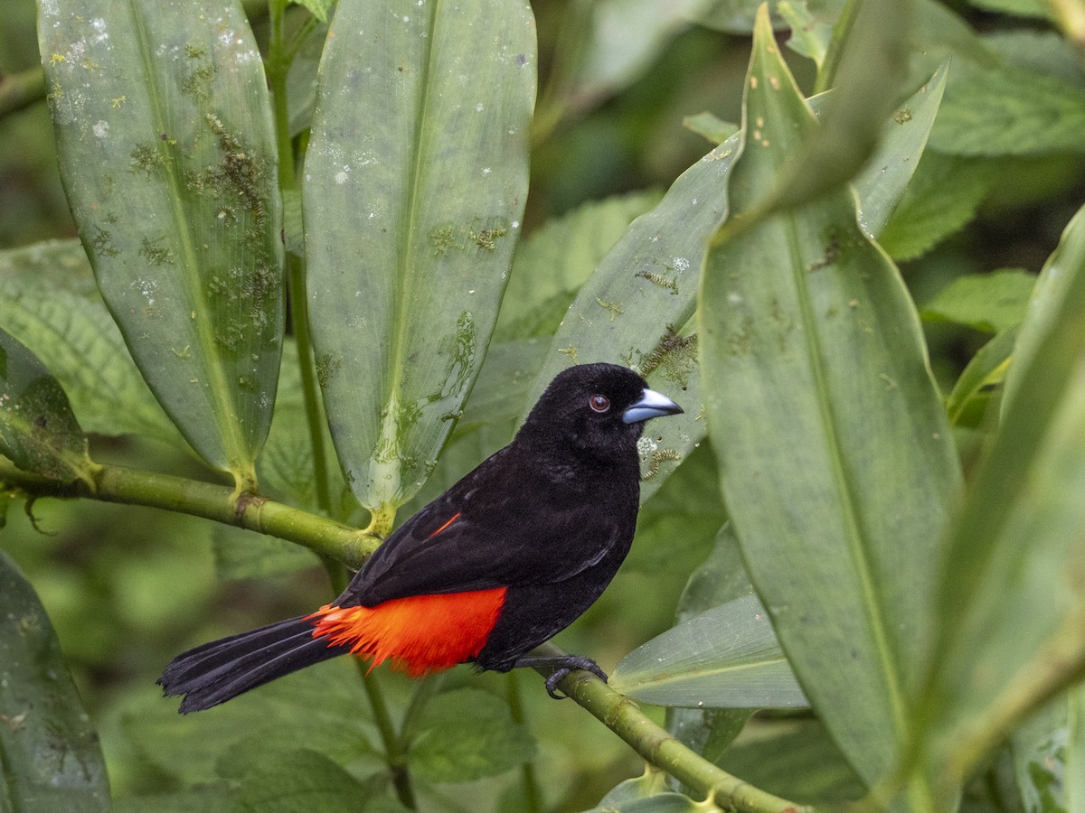 Passerinitangare - ML647362294