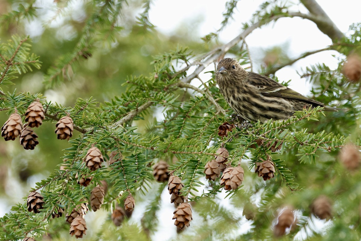 Pine Siskin - ML647362311