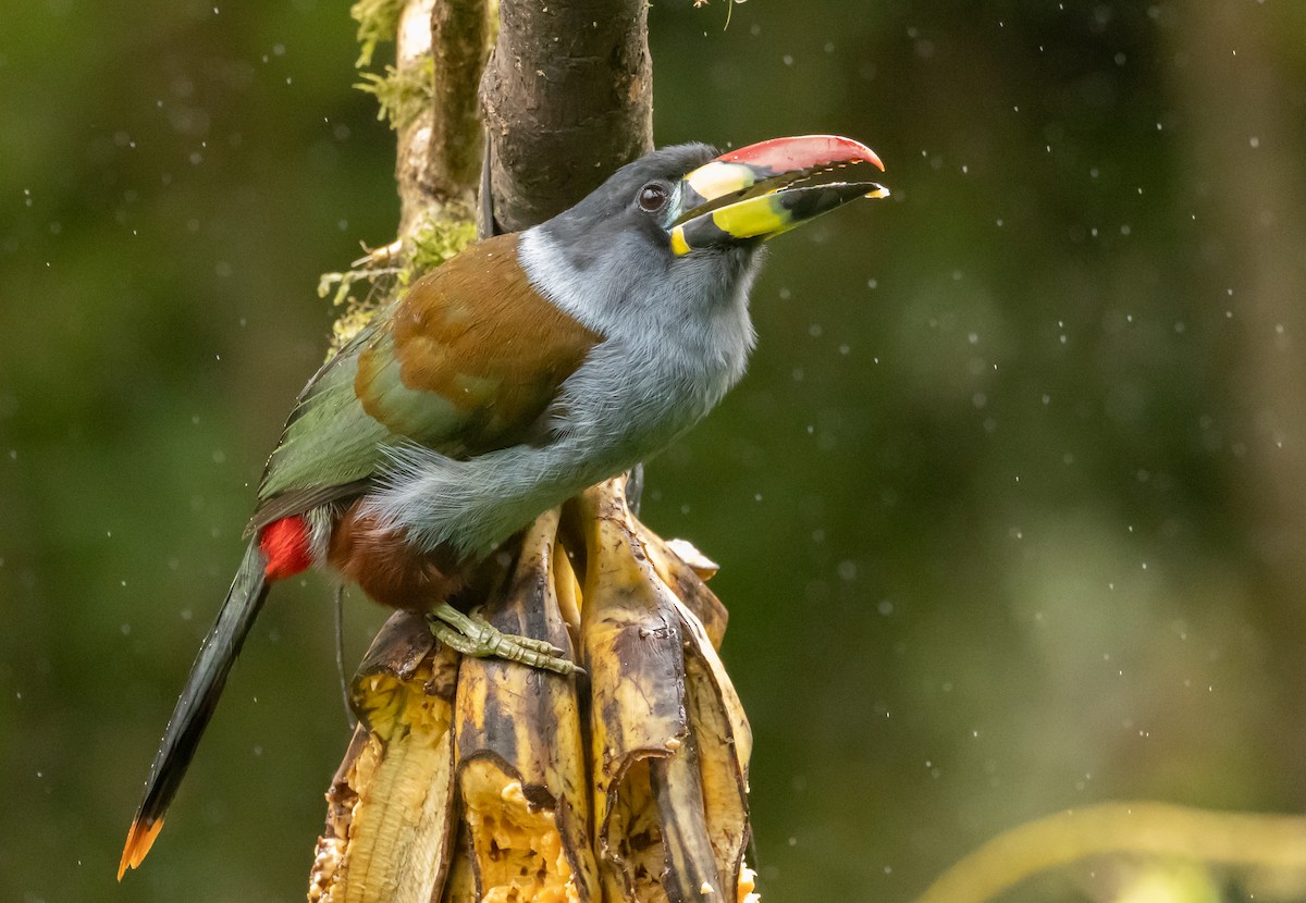 Tucán Pechigrís - ML647362313