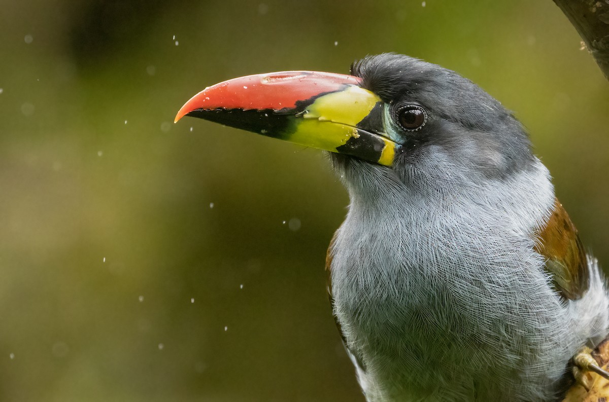 Tucán Pechigrís - ML647362314