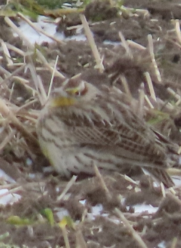 Batılı Tarlasığırcığı - ML647362316