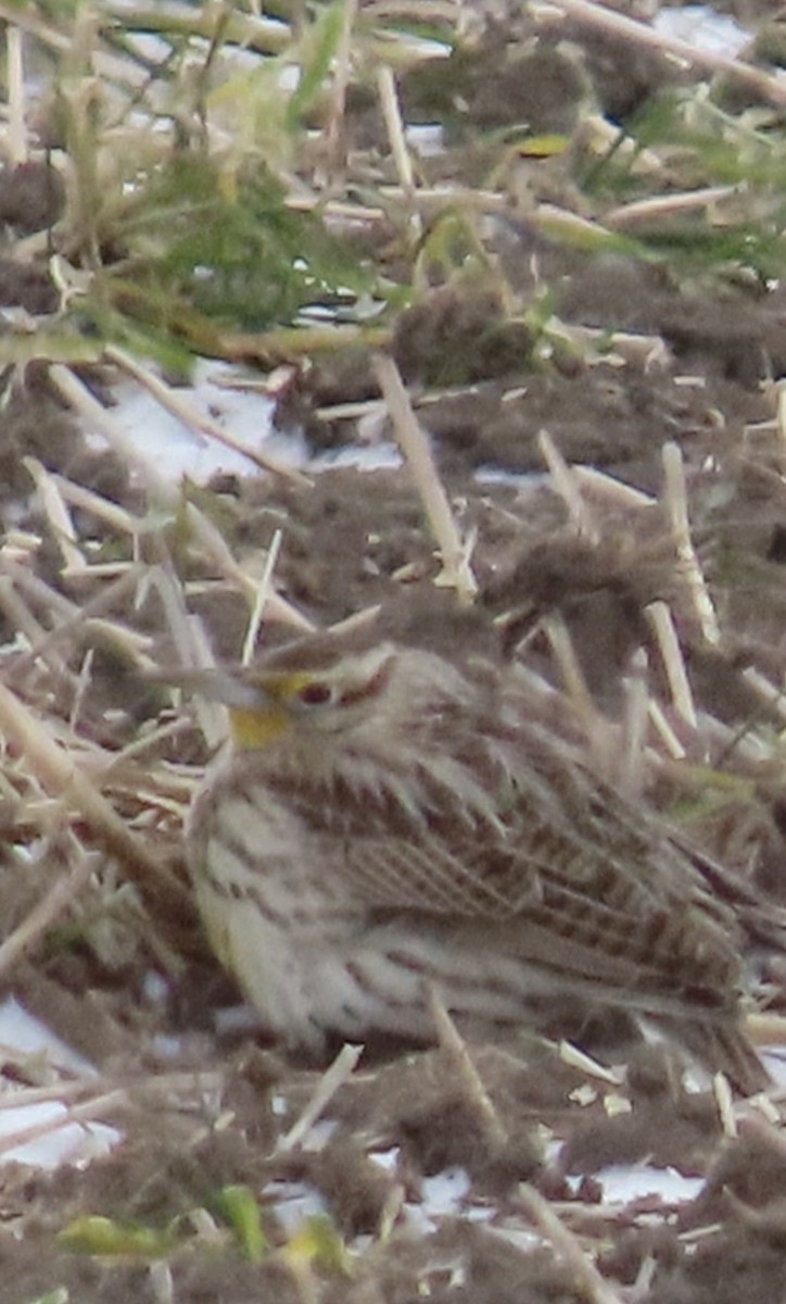 Batılı Tarlasığırcığı - ML647362317