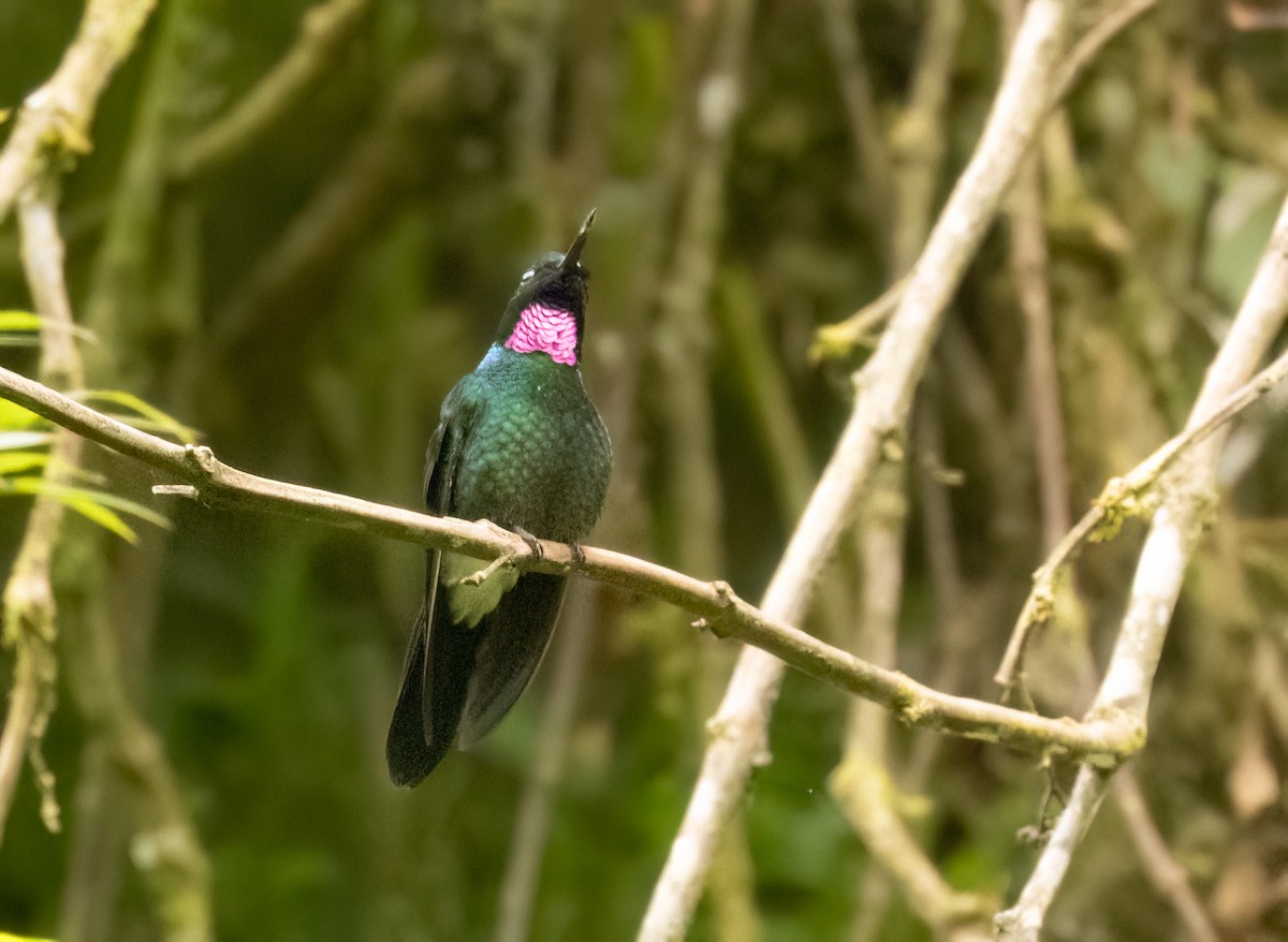 Tourmaline Sunangel - ML647362319