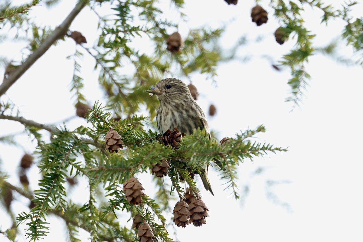 Pine Siskin - ML647362330