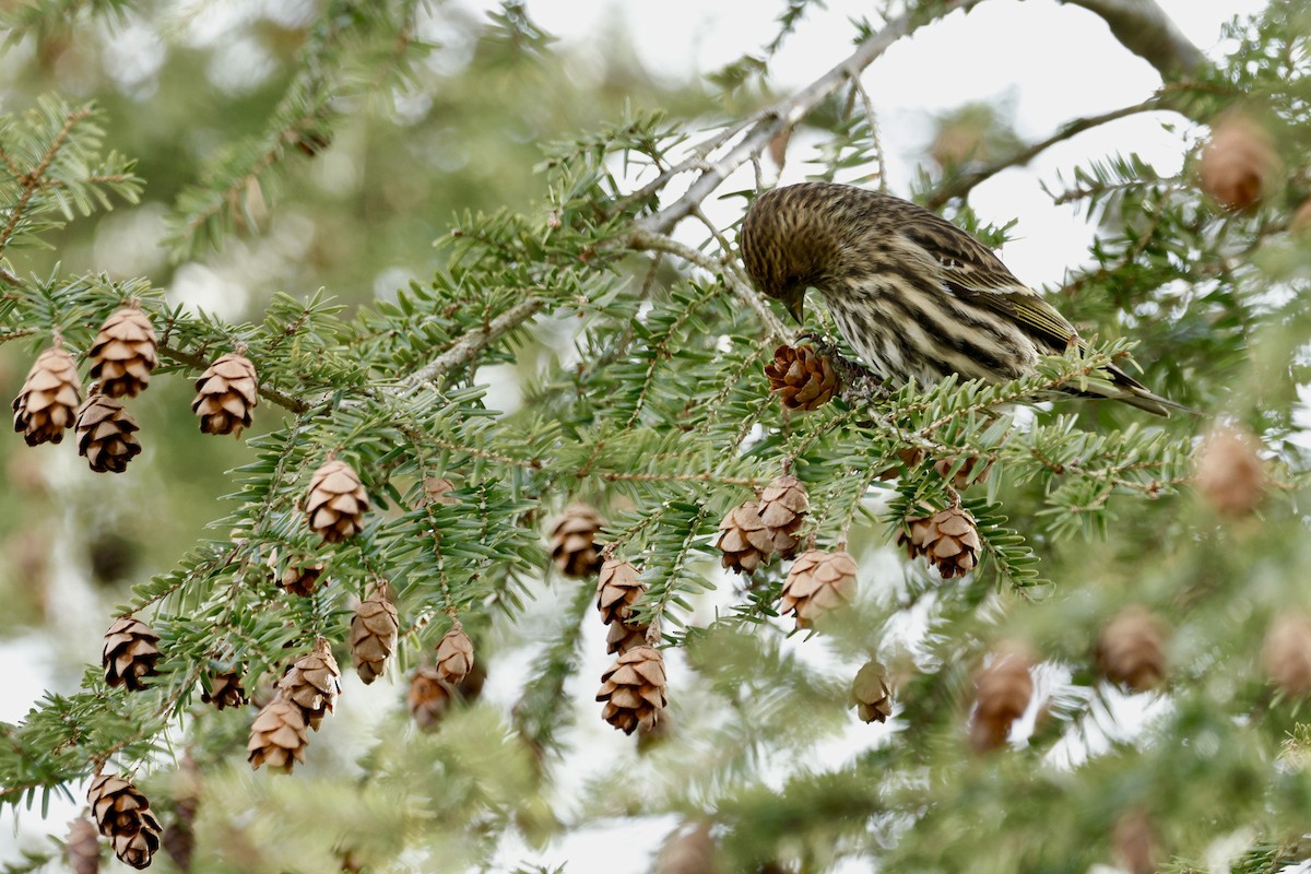 Pine Siskin - ML647362331