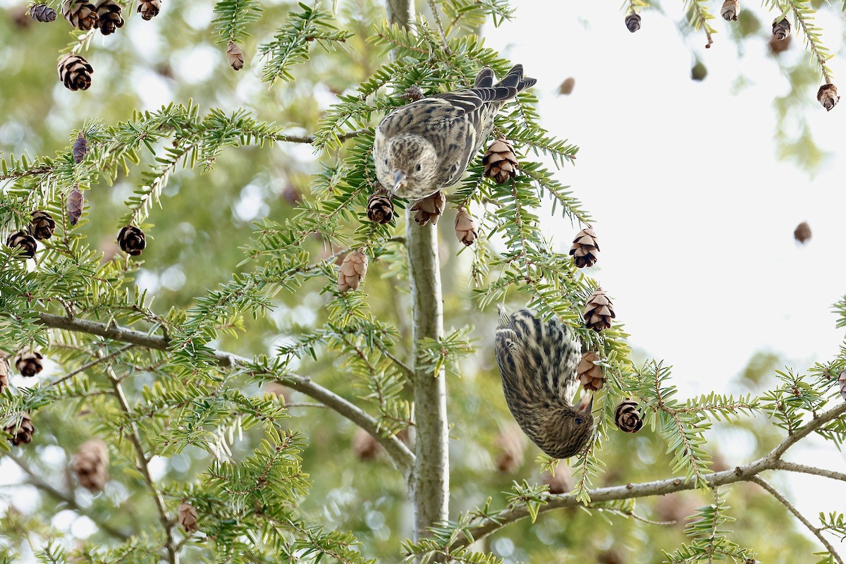Pine Siskin - ML647362332
