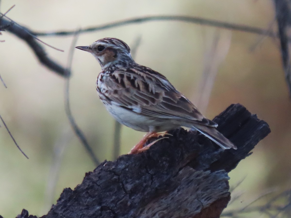 Orman Toygarı - ML647362342