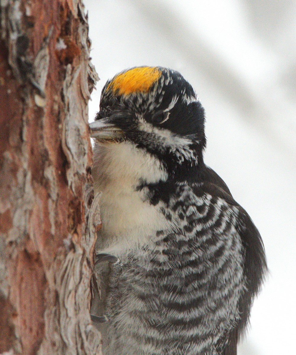 eBird Checklist - 22 Dec 2025 - Piste cyc., ch. Sullivan - 7 species