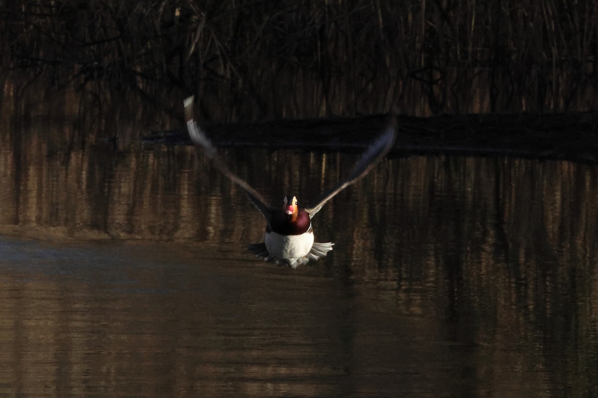 Mandarin Ördeği - ML647362352