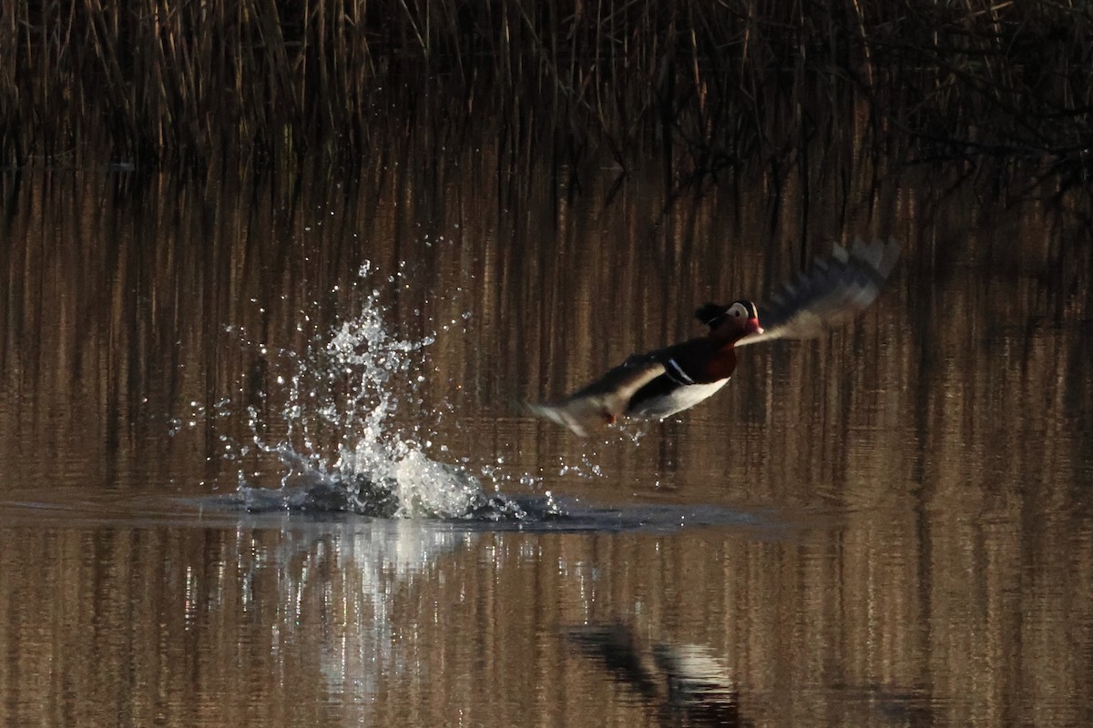 Mandarin Ördeği - ML647362353