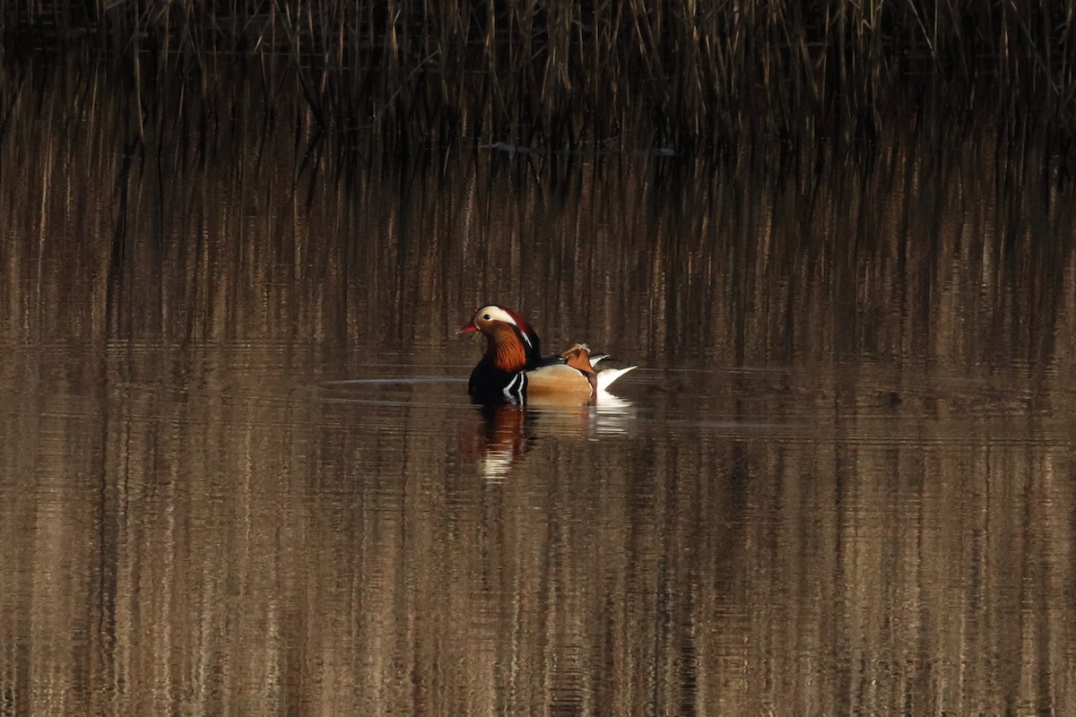 Mandarin Ördeği - ML647362354
