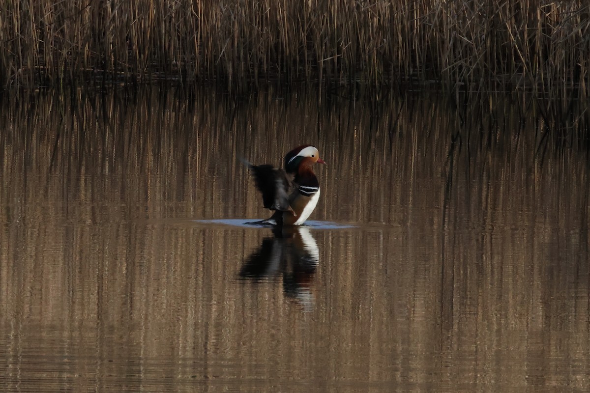 Mandarin Ördeği - ML647362355