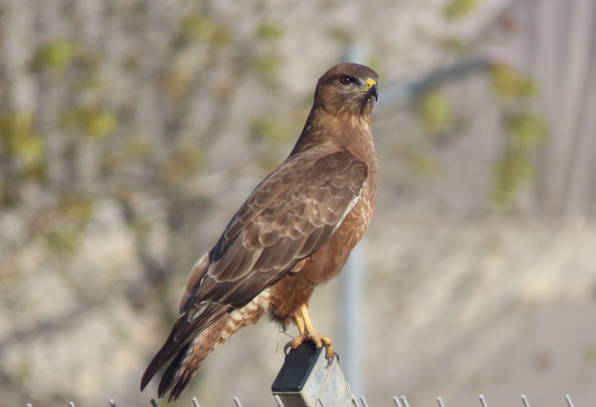 Şahin - ML647362357