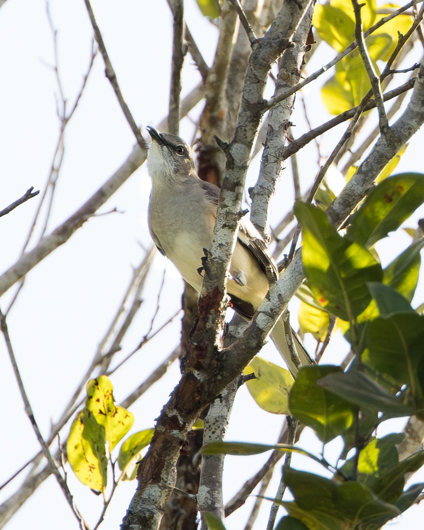 Black-whiskered Vireo - ML647362362