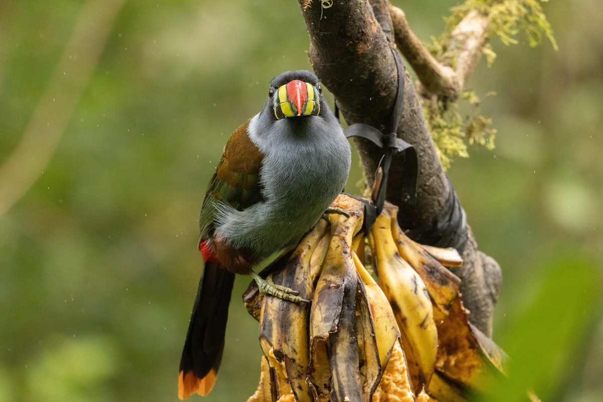 Tucán Pechigrís - ML647362369