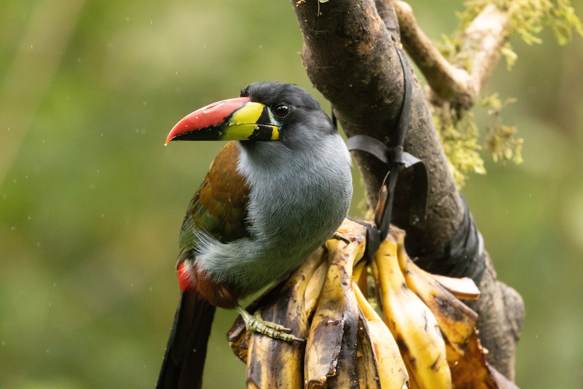 Tucán Pechigrís - ML647362370