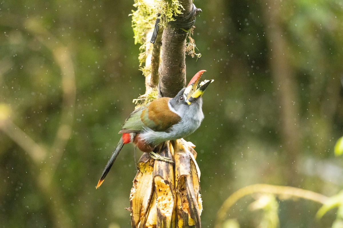 Tucán Pechigrís - ML647362371