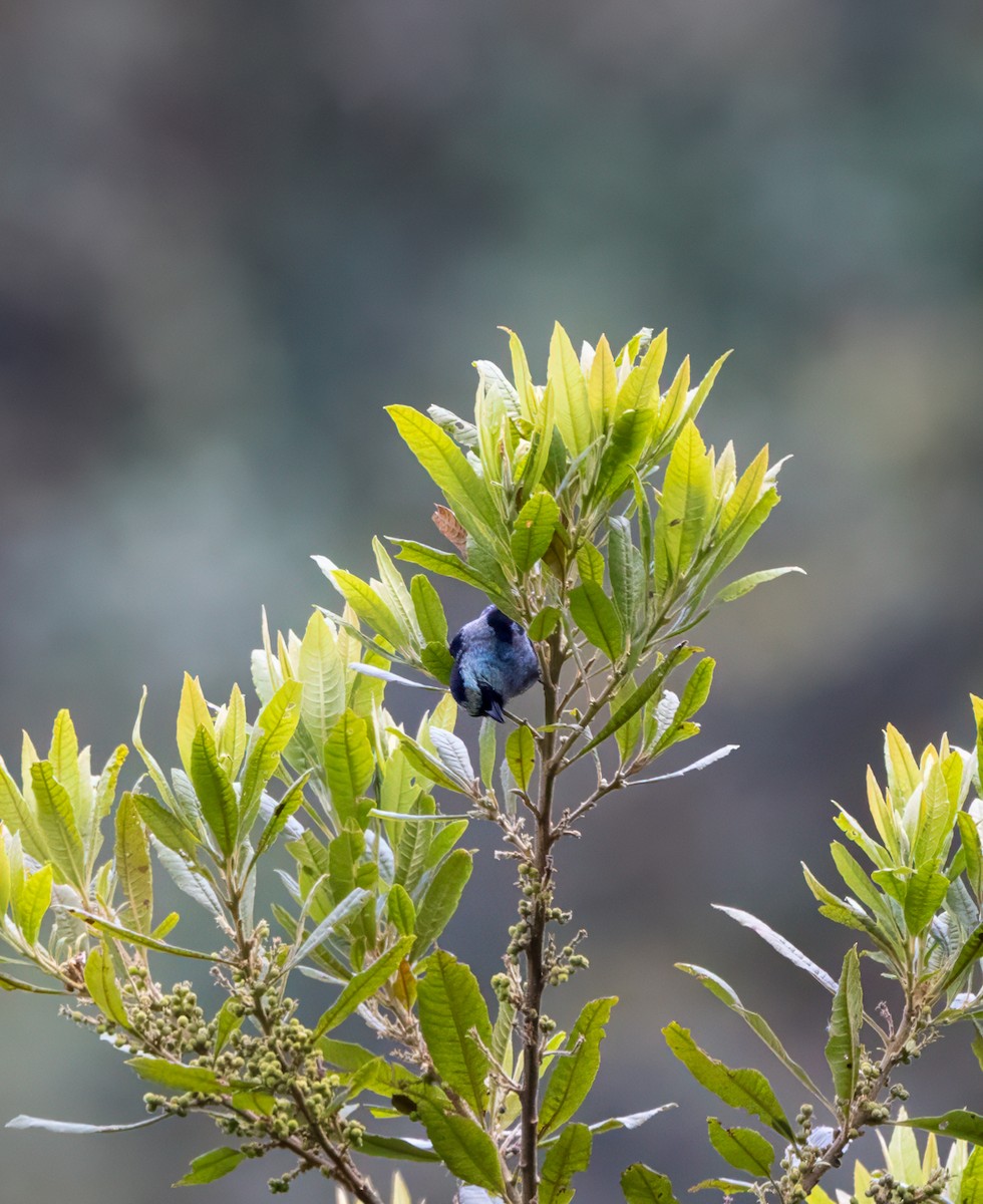 Metallic-green Tanager - ML647362377