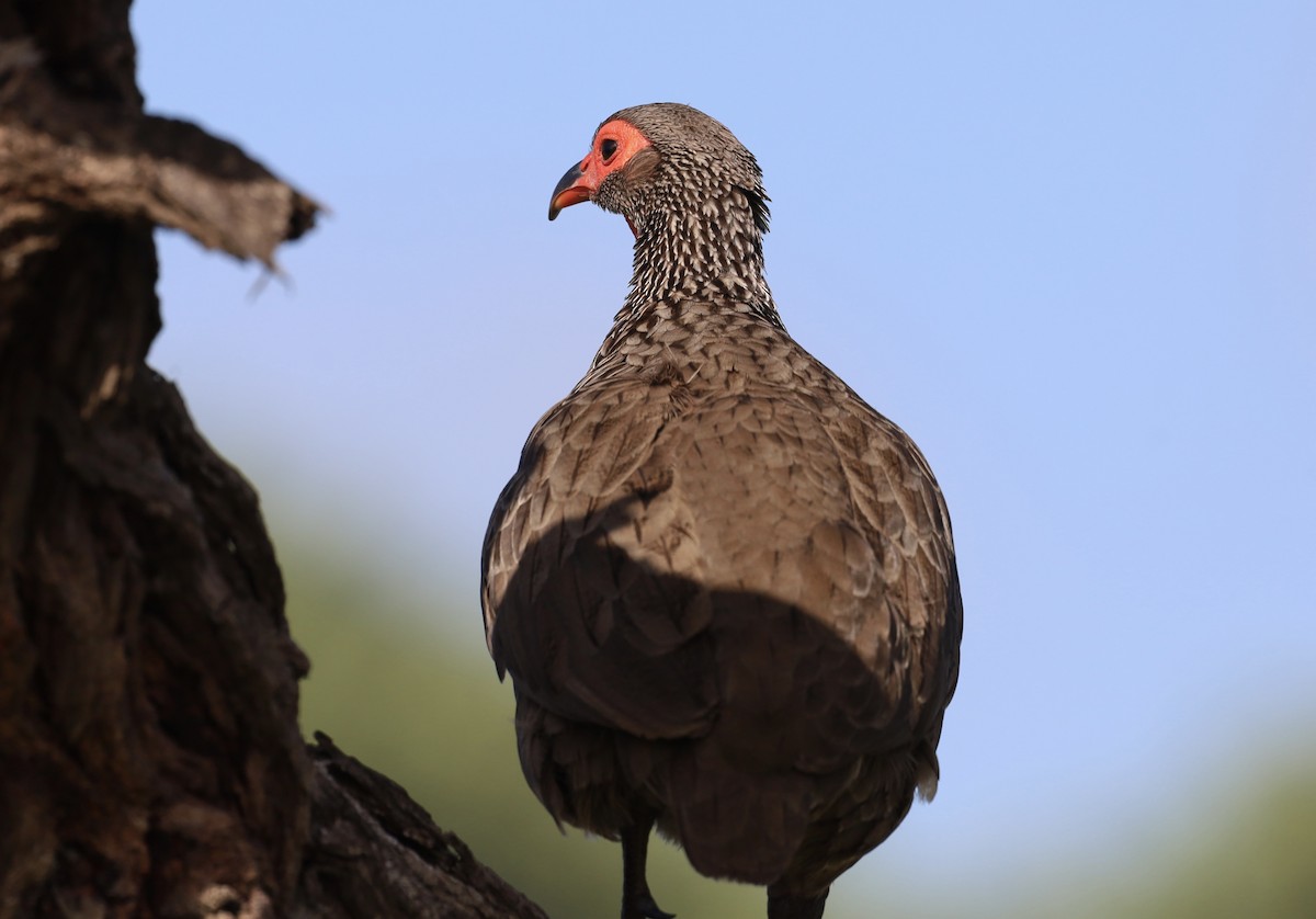 Swainson's Spurfowl - ML647362388