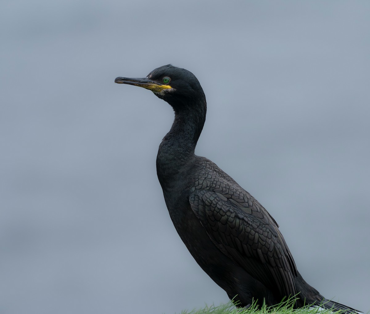 European Shag - ML647362389