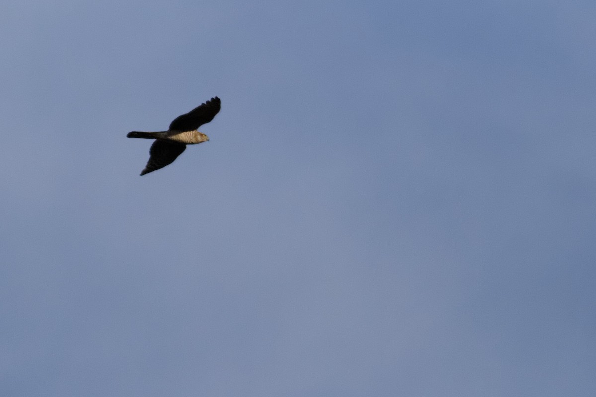 Eurasian Sparrowhawk - ML647362401