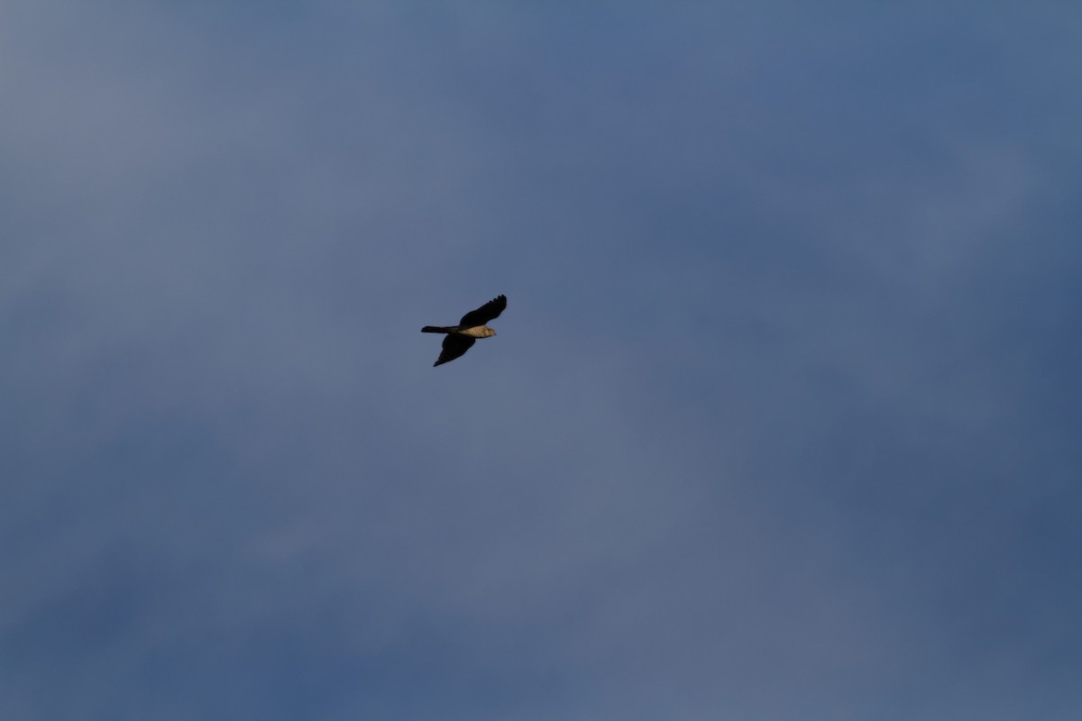 krahujec obecný - ML647362406