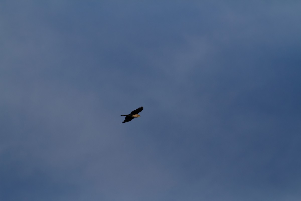 krahujec obecný - ML647362407