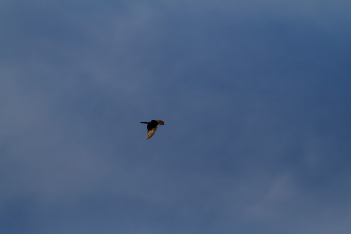 Eurasian Sparrowhawk - ML647362408