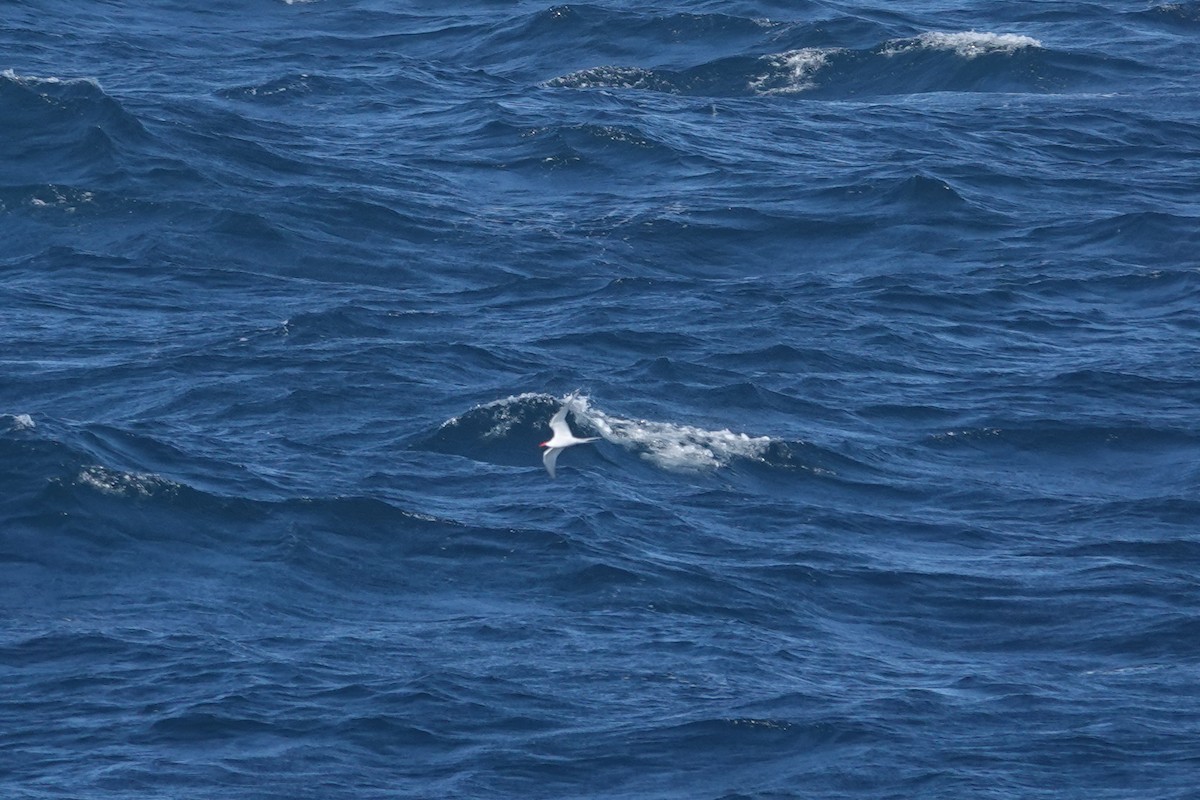 rybák jihoamerický - ML647362416