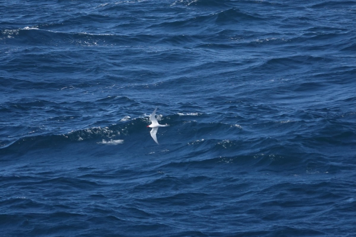 rybák jihoamerický - ML647362417