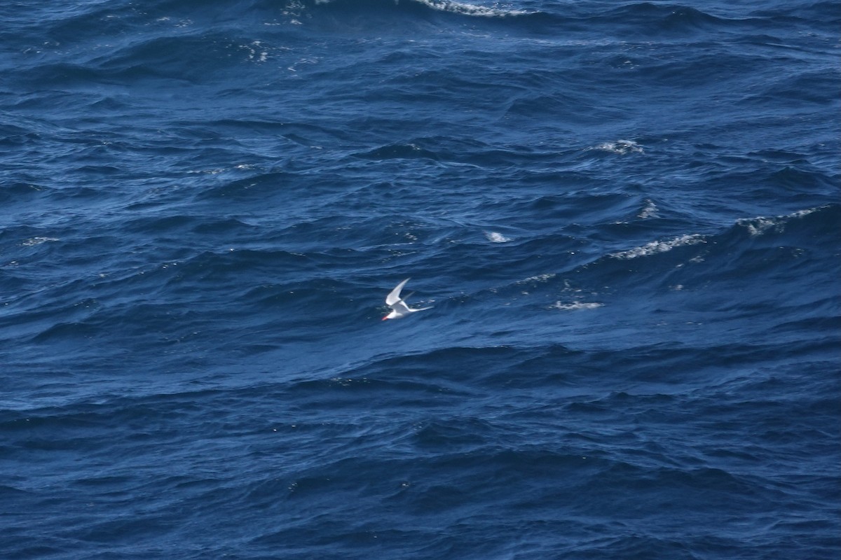 rybák jihoamerický - ML647362418