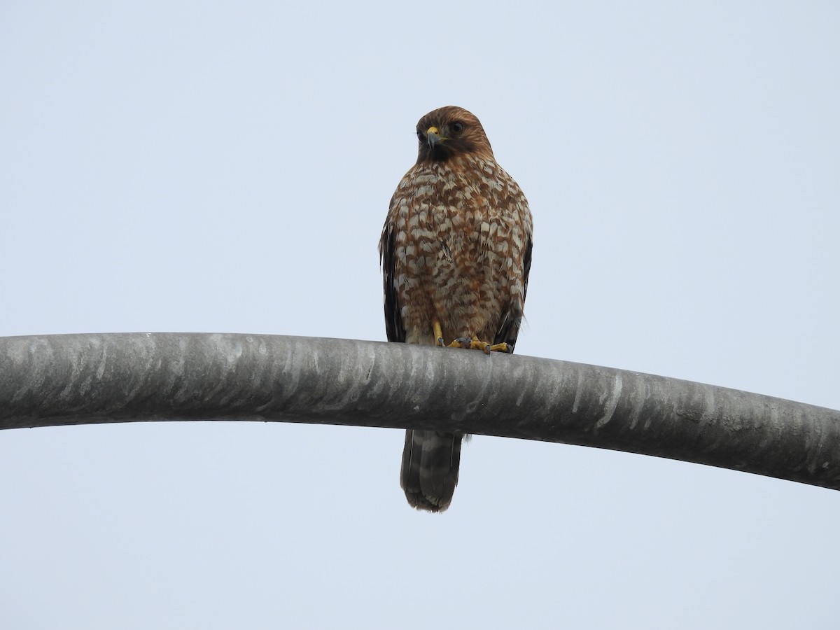 káně páskovaná - ML647362422