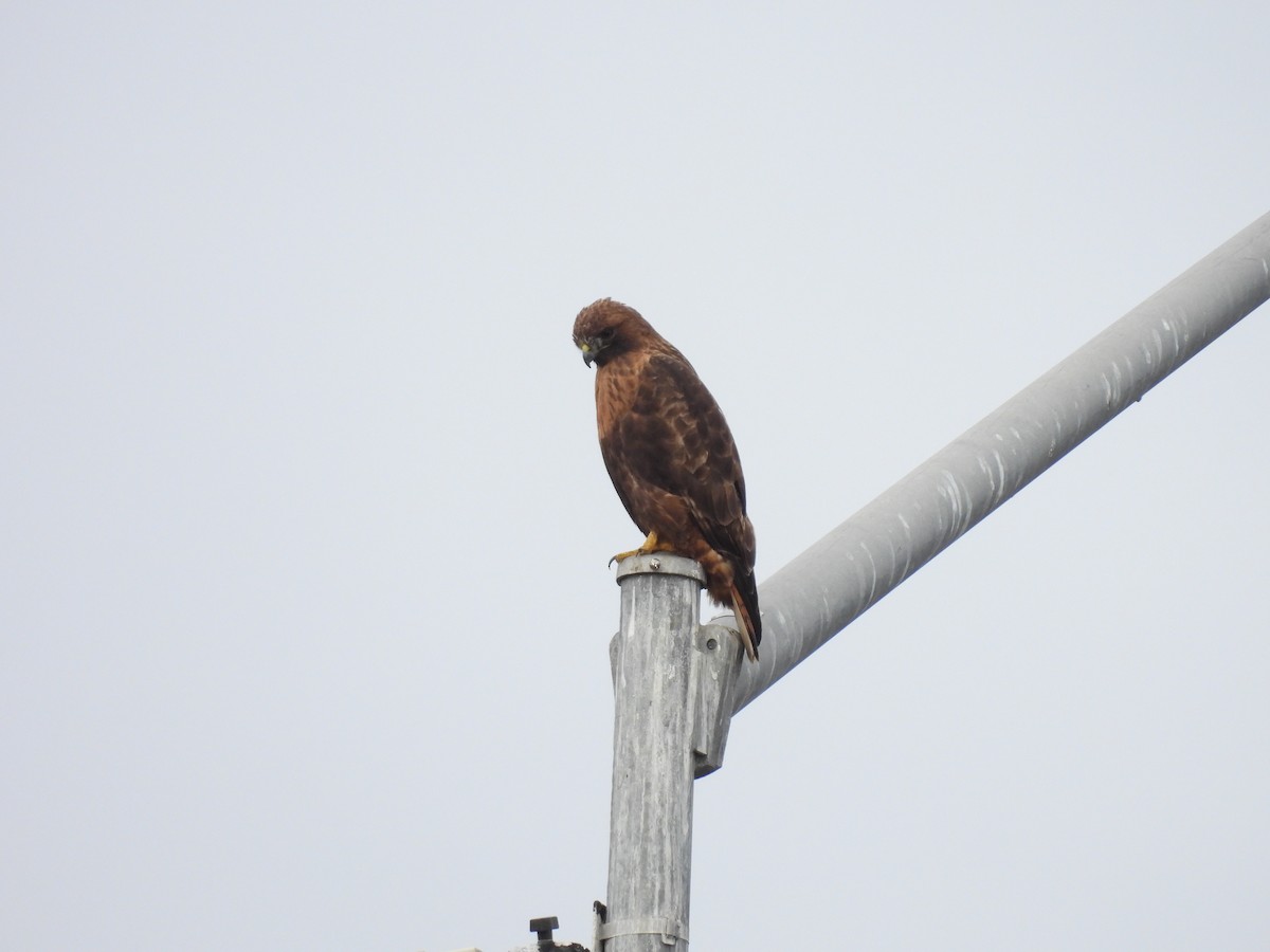 káně páskovaná - ML647362423