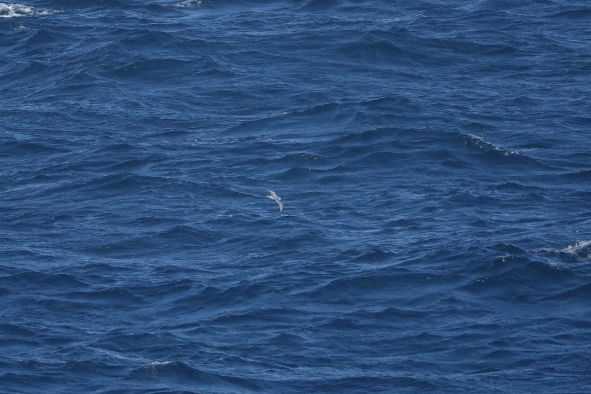 Pachyptila sp. - ML647362424