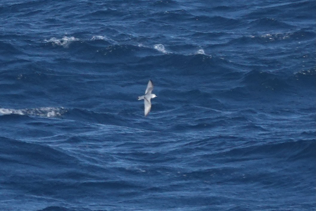 Pachyptila sp. - ML647362425