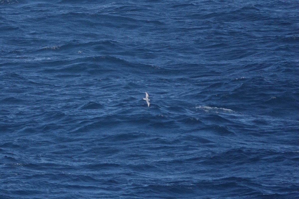 Pachyptila sp. - ML647362426