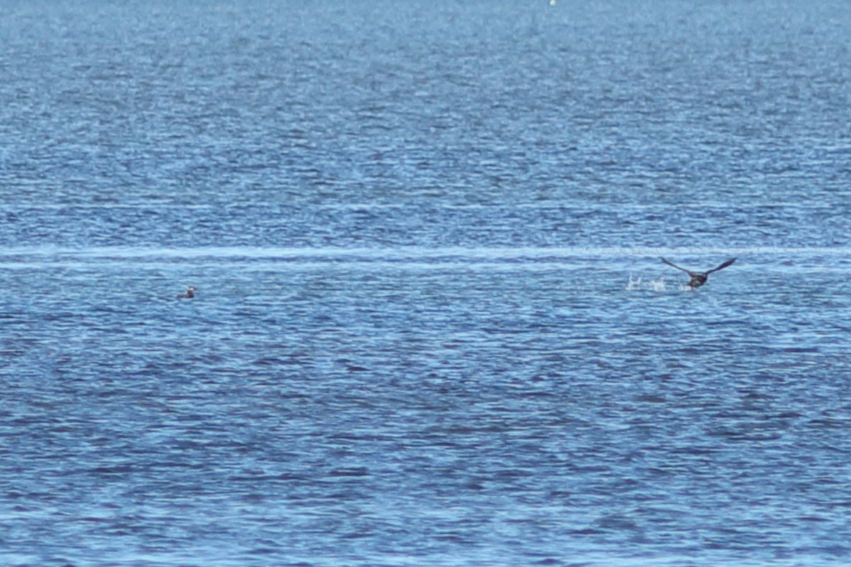 turpan kanadský - ML647362427