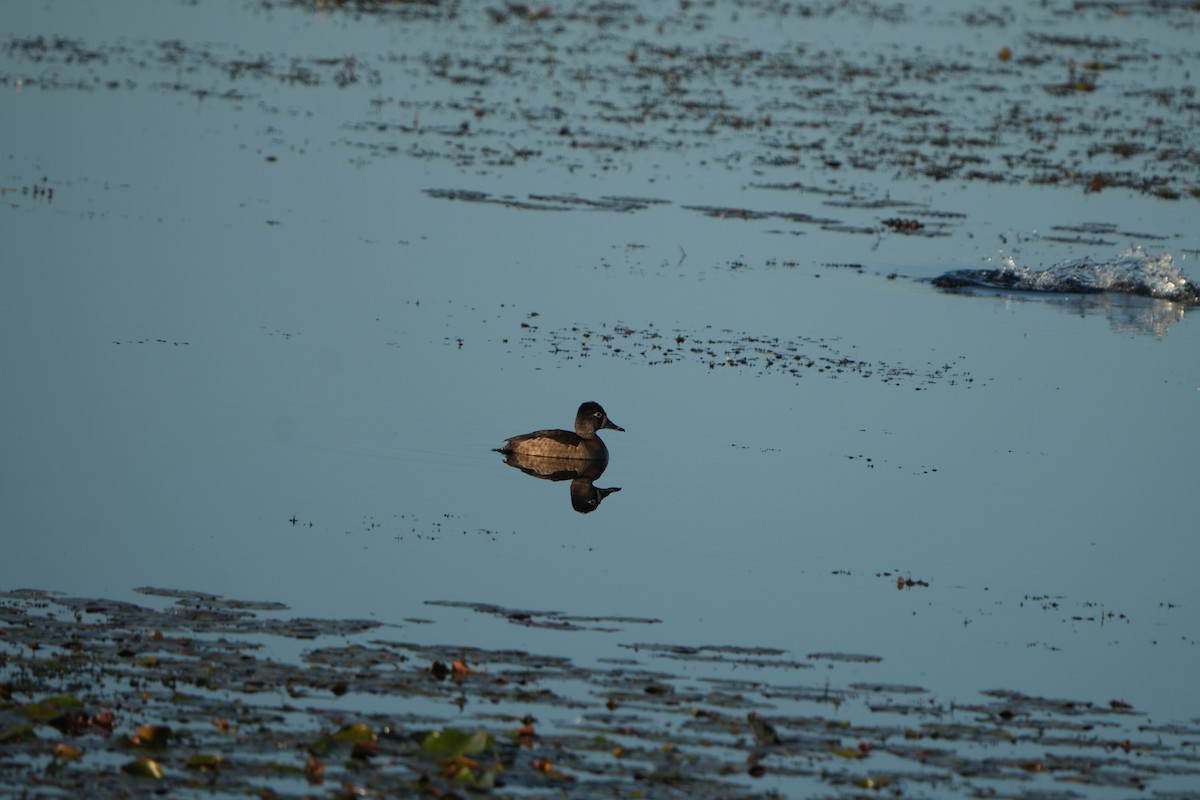 kachna pobřežní - ML647362428